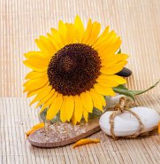 Banho de Girassol e Sua Atrao de Energia Pura